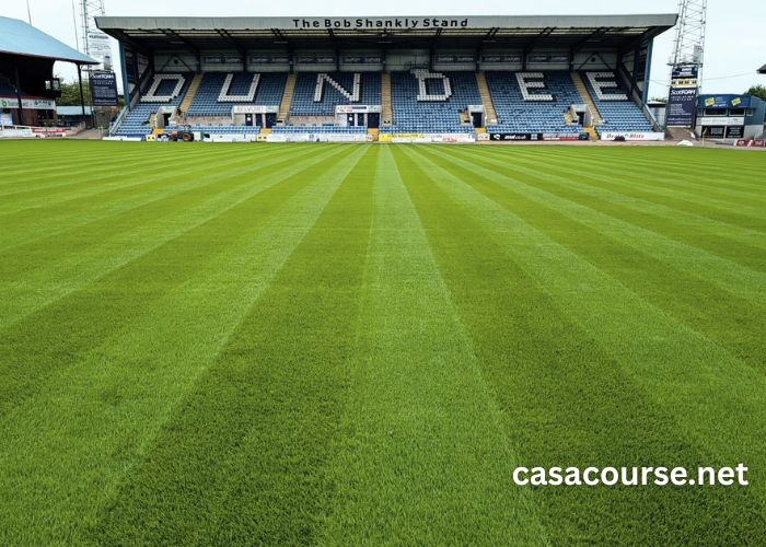 Dens Turf