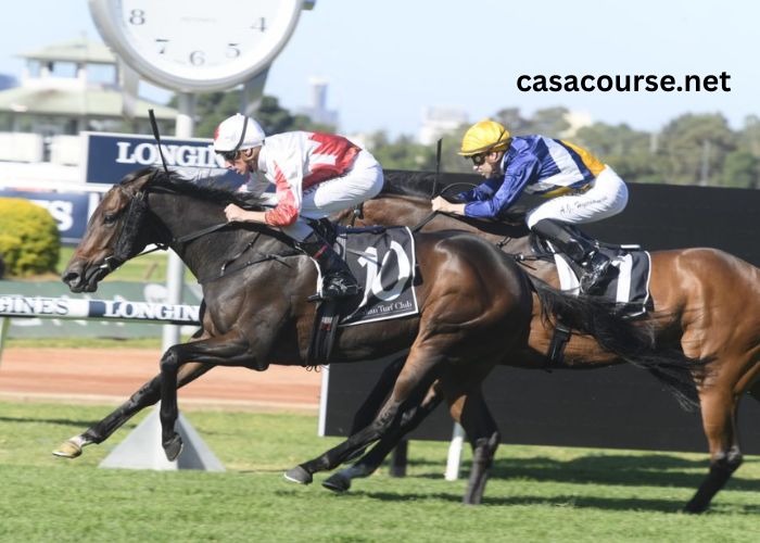 Voyeuse Turf